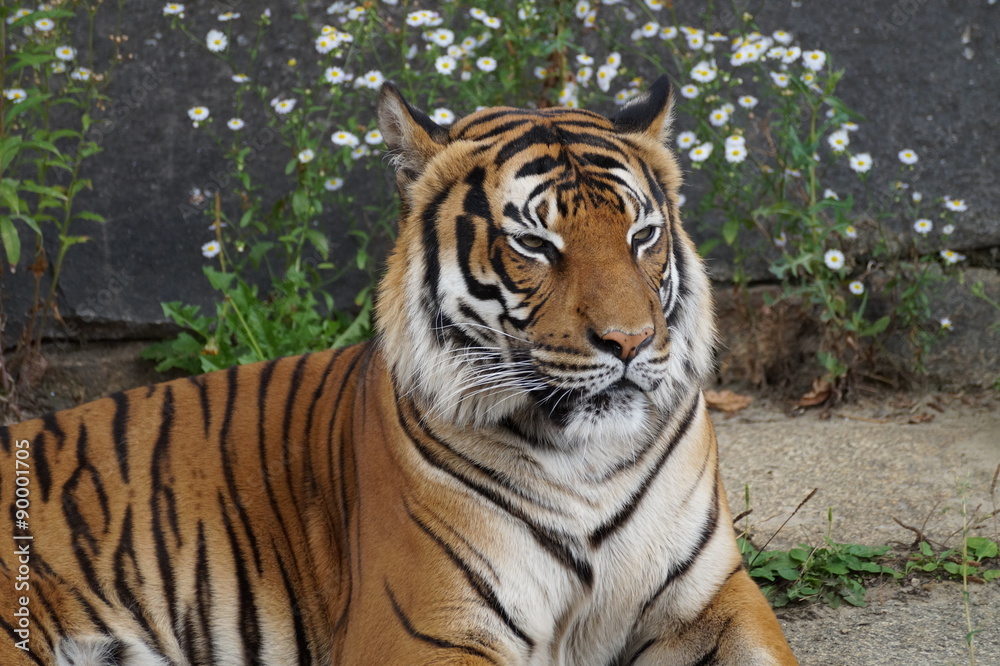 Obraz premium Tiger - Closeup