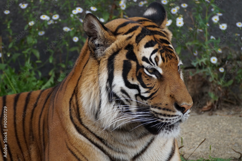 Fototapeta premium Tiger - Closeup