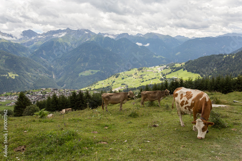 Vaches dans les prés en montagne