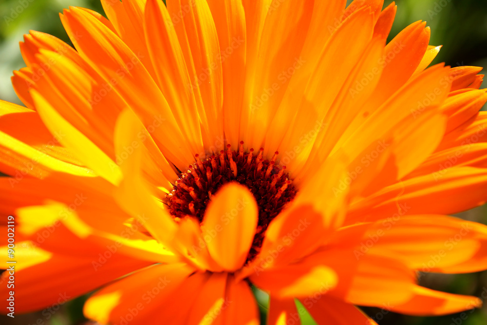 Fleur orange vif 