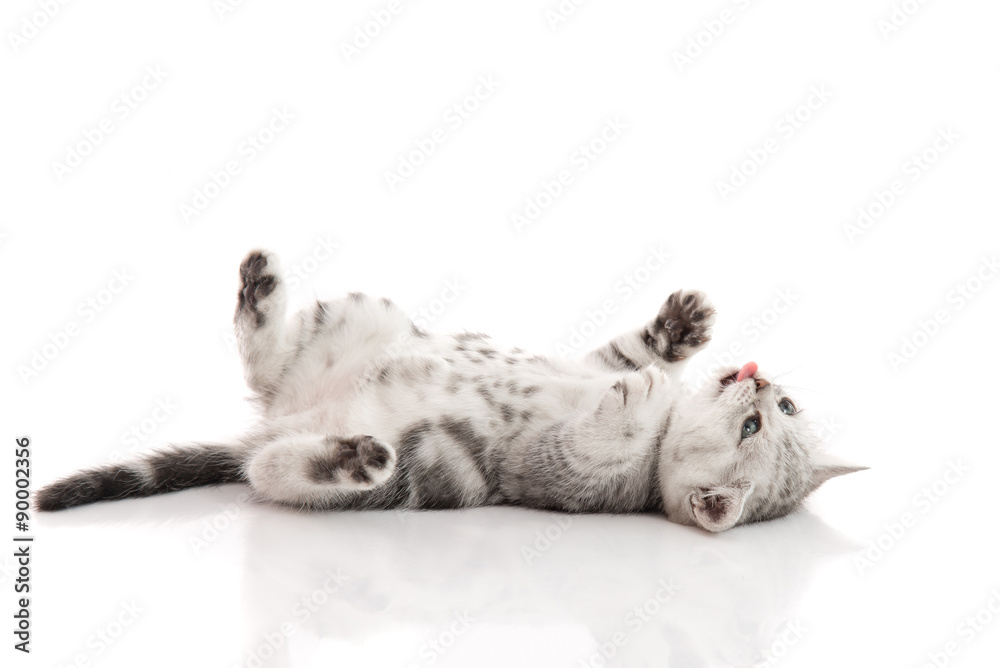 Fototapeta premium Cute kitten lies on his back and plays on a white background