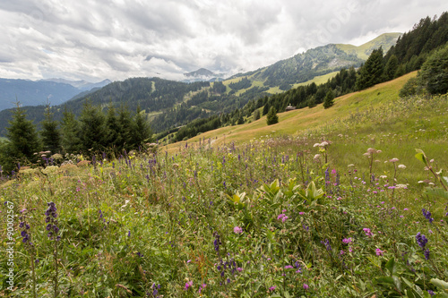 Prairie dans les Alpes © Sébastien Closs