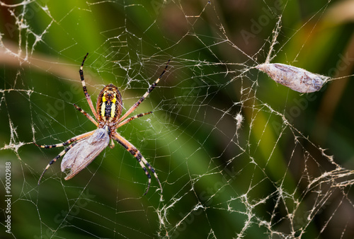 Spider wrapping prey.
