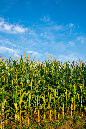 Beautiful sunset, skyline and corn field