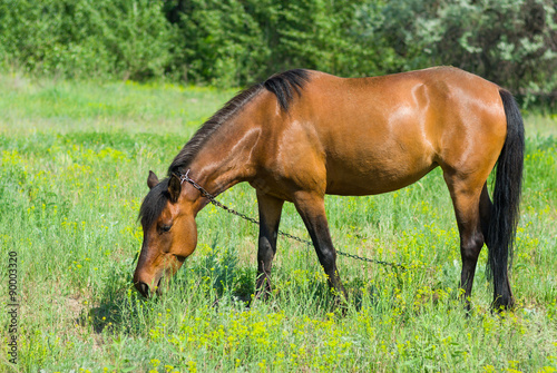 Chestnut horse grazing on a spring pasture