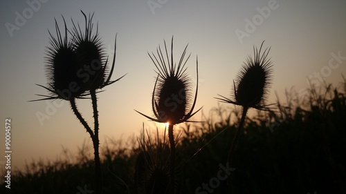 Sunset over field of corn