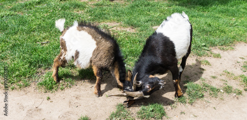 goats are fighting head