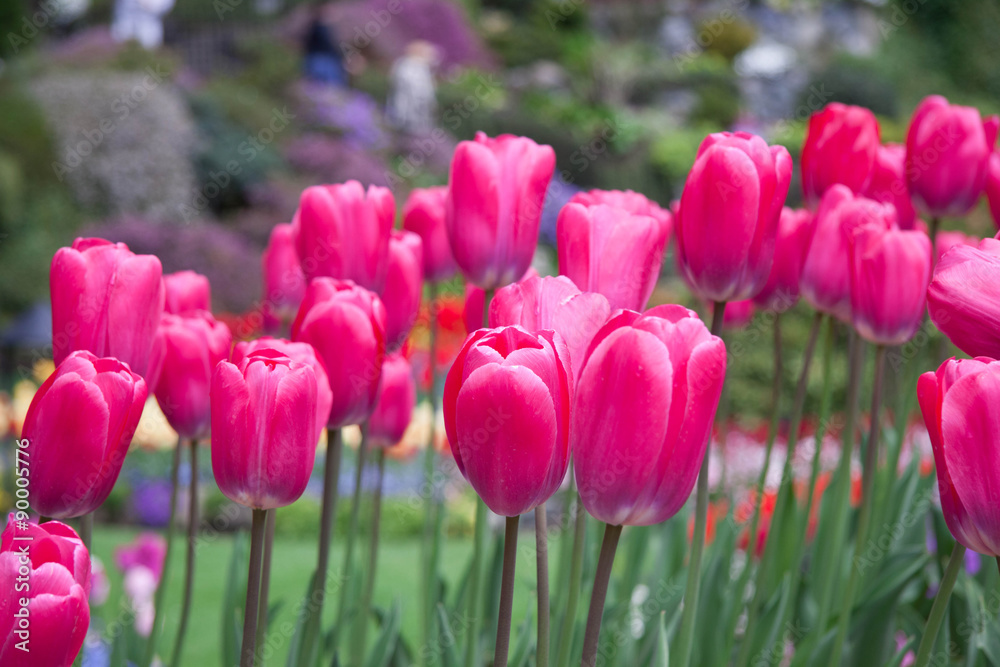 Red_Tulips