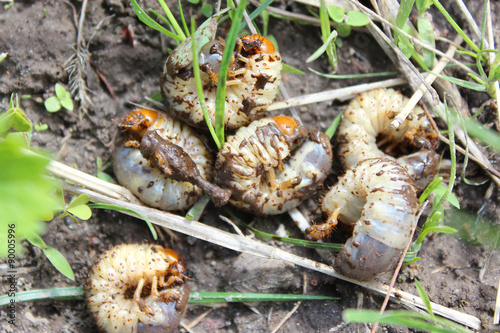 larva of may-bug