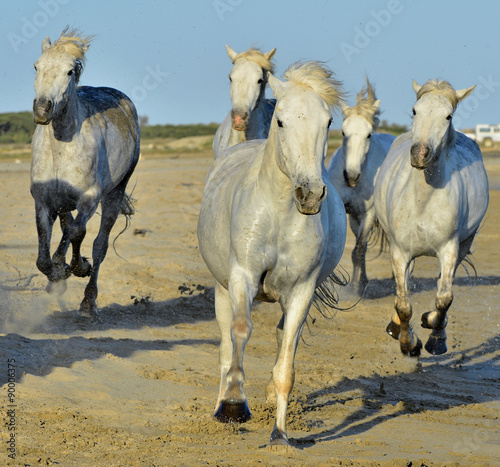 Running White horses 