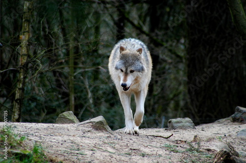 Wolf walking in forest looking for food.