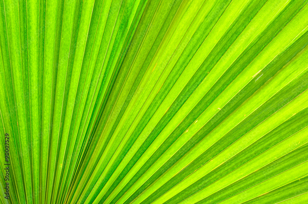 fresh leaf background fresh leaf background