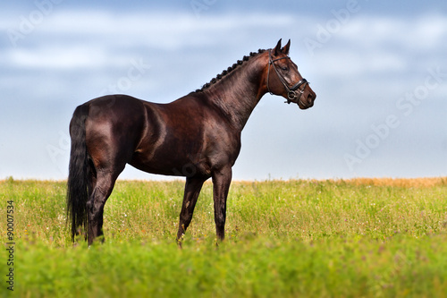 Horse stand