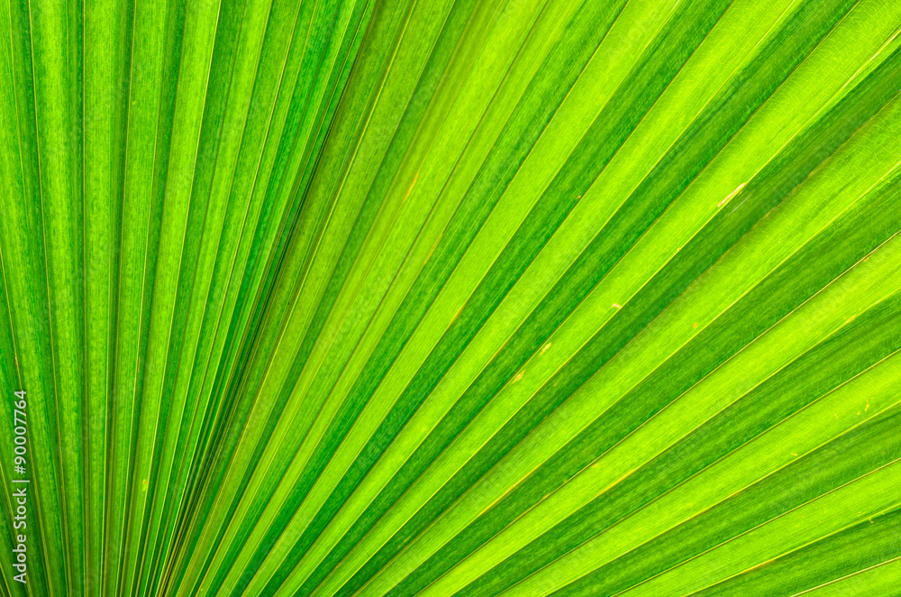 fresh leaf background fresh leaf background