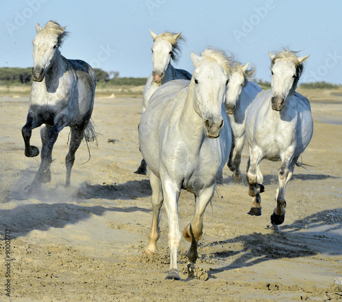 Running White horses   