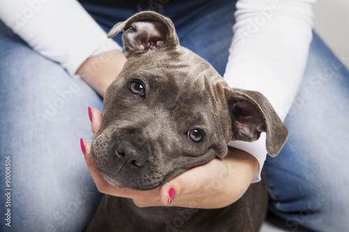 Fototapeta Naklejka Na Ścianę i Meble -  The puppy dog of Pit bull in woman's hands