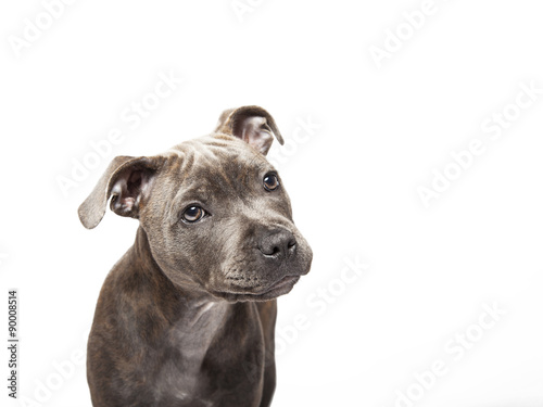 The puppy dog of Pit bull, selected on the white background