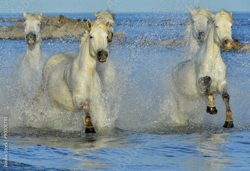 Fototapeta Naklejka Na Ścianę i Meble -  Herd of White Camargue horses running through water