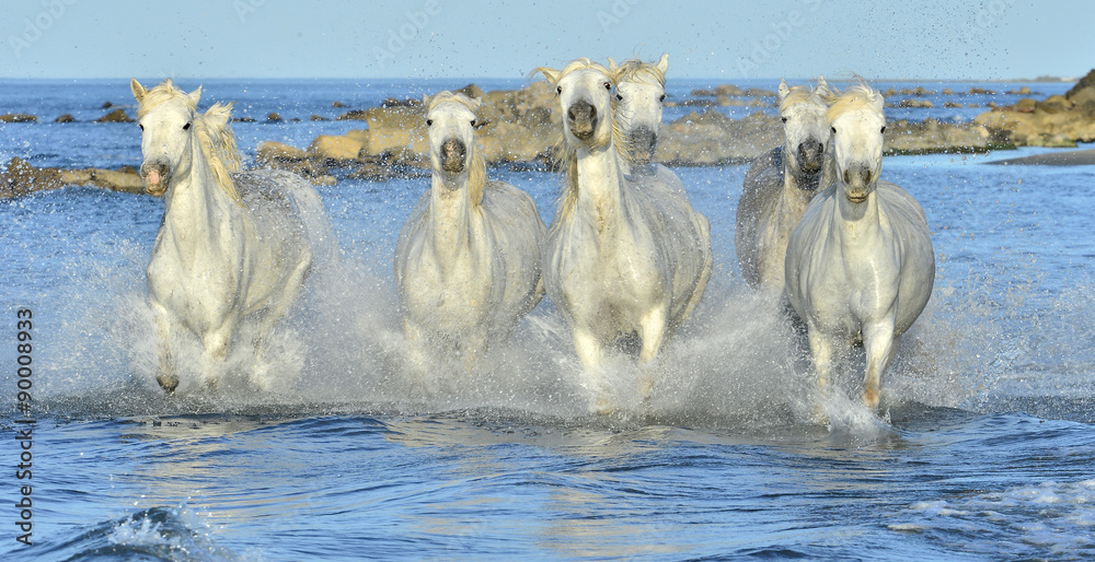 Fototapeta premium Stado koni rasy White Camargue biegnących przez wodę