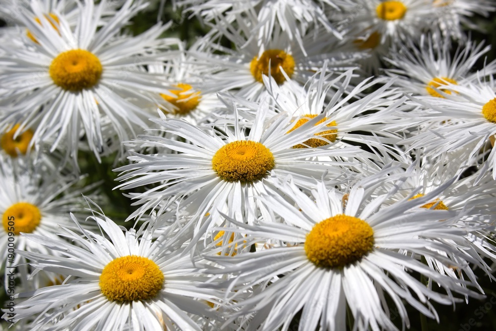 Fototapeta premium Chamomile