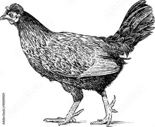 walking hen