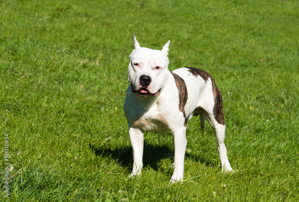 The American Staffordshire Terrier looks. The American Staffordshire Terriers are on the grass in the park.