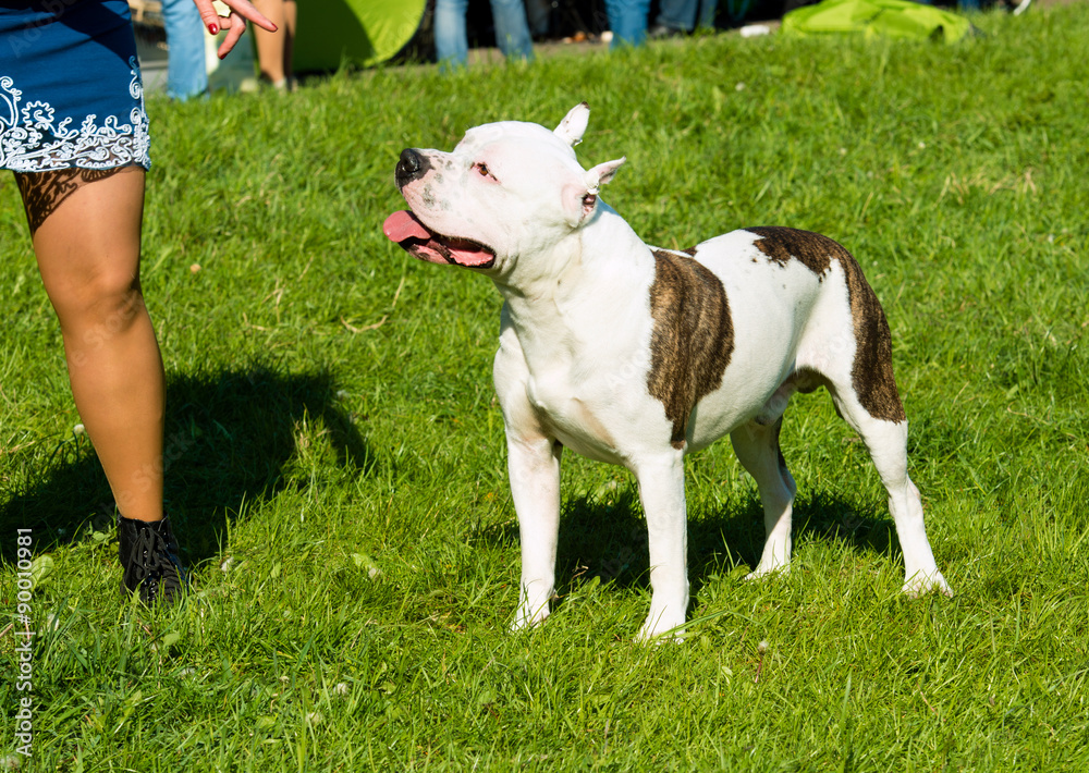 The American Staffordshire Terrier obedience. The American Staffordshire Terriers are on the grass in the park.