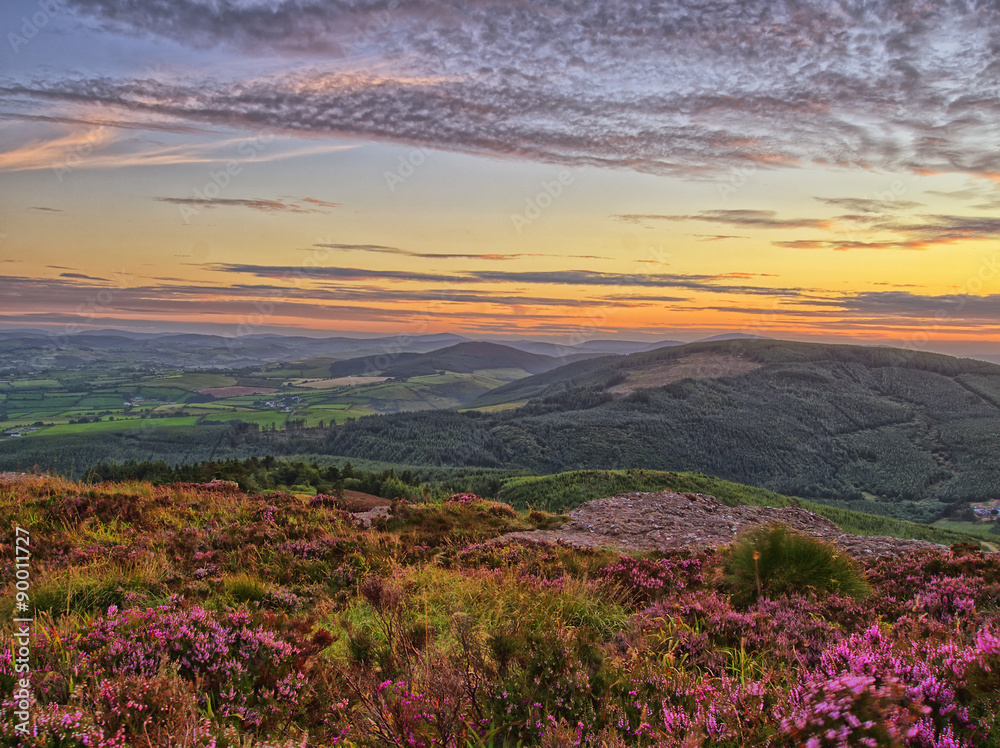 Fototapeta premium Sunset flowers.