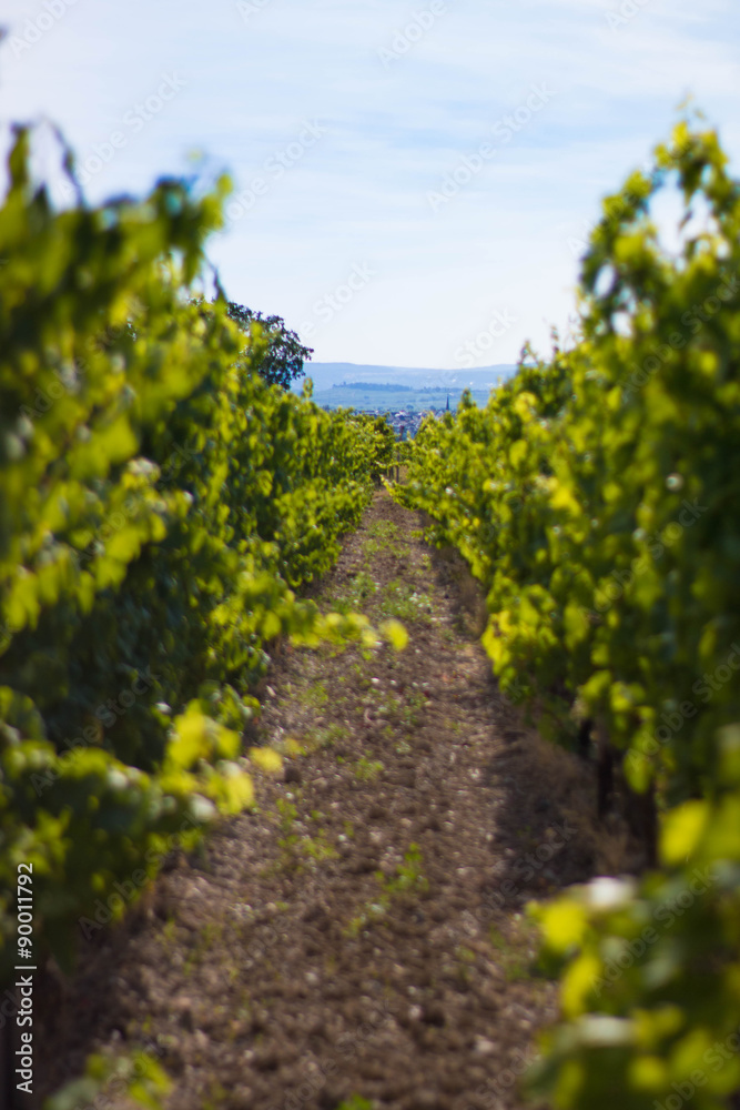 Weinreben in der Sonne