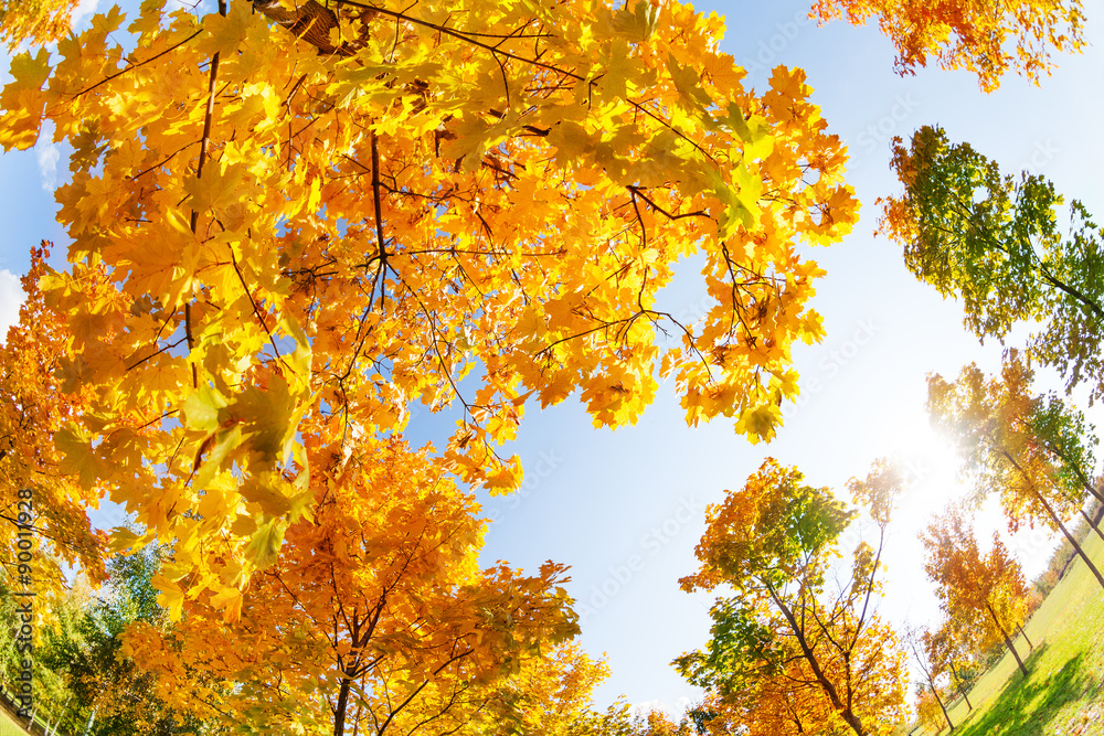Colorful autumn maple trees in October day