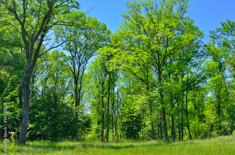 Green trees are in the forest in summer Green trees are in the forest in summer
