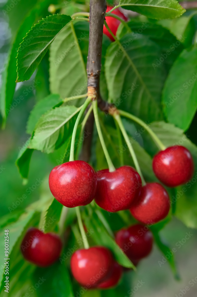 Young, ripe berries cherries ripen on the branch Young, ripe berries cherries ripen on the branch