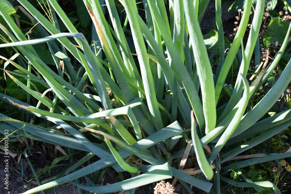 Obraz premium ネギの栽培