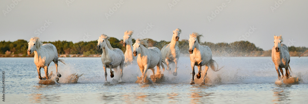 Fototapeta premium Stado koni rasy White Camargue biegnących przez wodę
