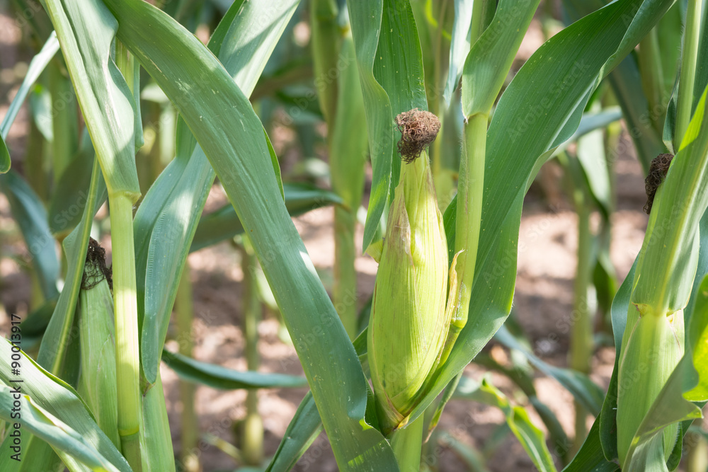 Fototapeta premium Corn in detail