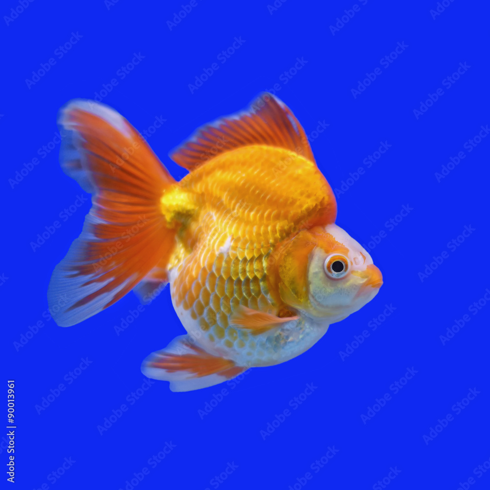 beautiful goldfish beautiful goldfish