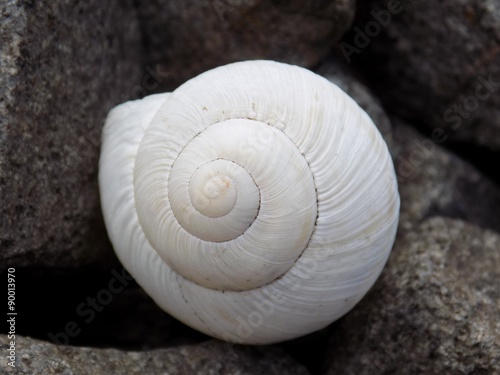 Snail conch