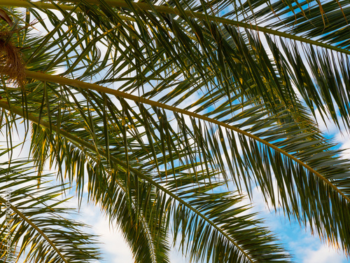 palm leaves cover the sky
