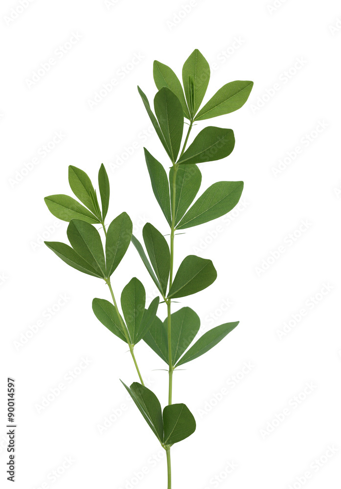 Fototapeta premium Blue Wild Indigo Leaf