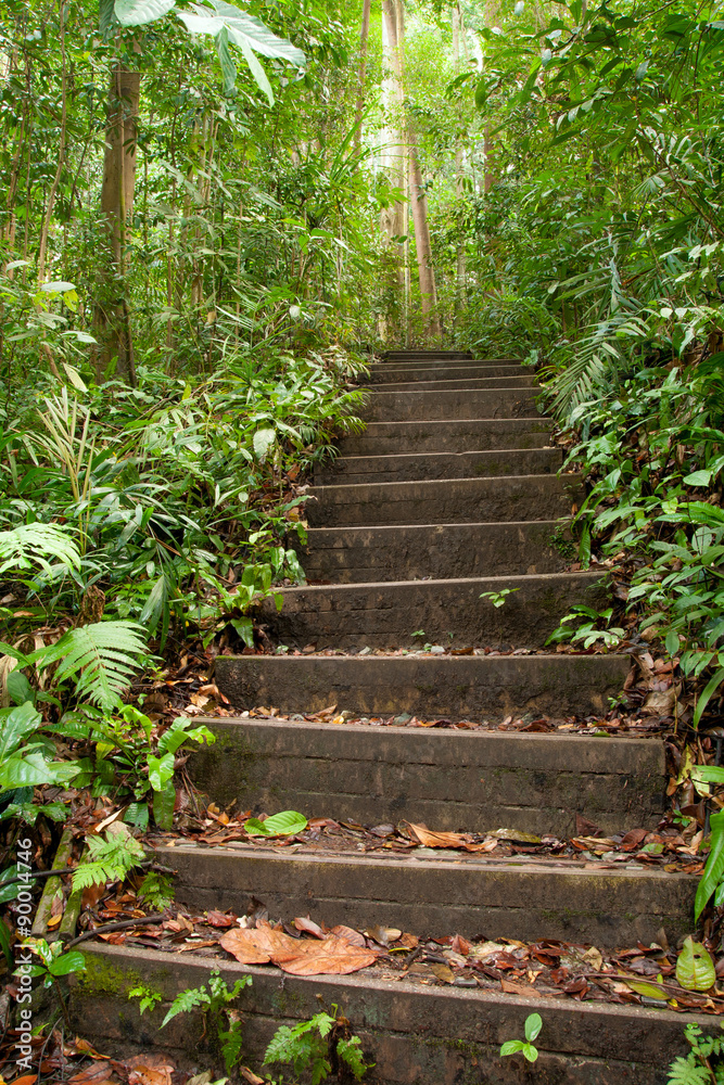 Misty rain forest in Indonesia in Borneo Misty rain forest in Indonesia in Borneo