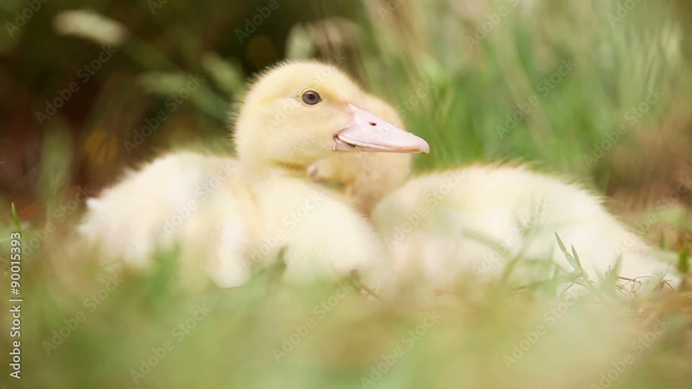 Two little ducks resting cozy together in the field. Two little ducks resting cozy together in the field.