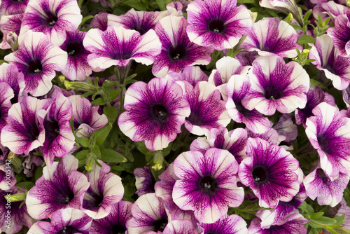 Background from the flowers of petunias