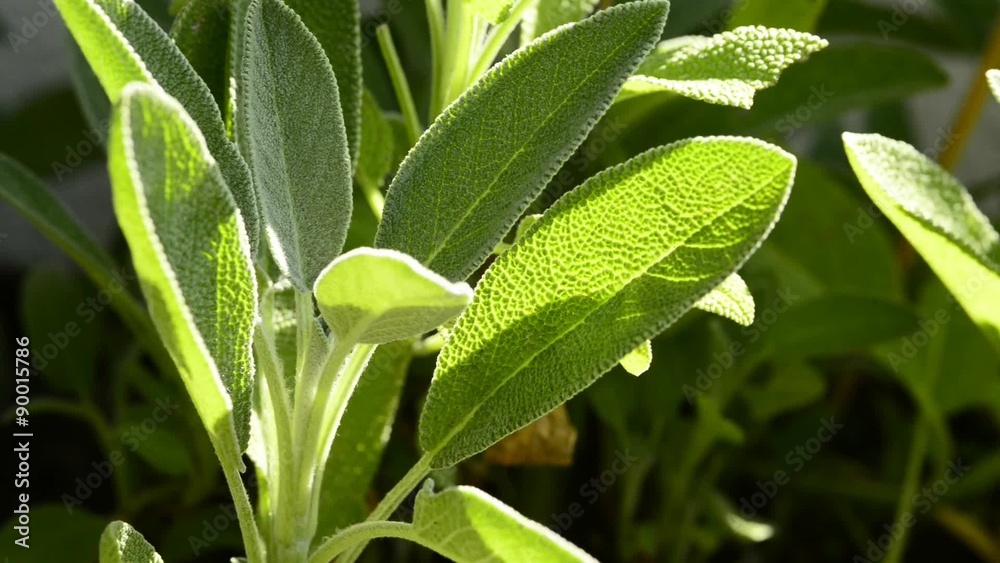 Salbei, Salvia, officinalis, Heilpflanze und Gewürz Salbei, Salvia, officinalis, Heilpflanze und Gewürz