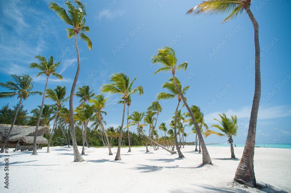 Fototapeta premium Palms at Juanillo beach in Dominican republic