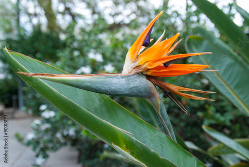 Bird of Paradise.