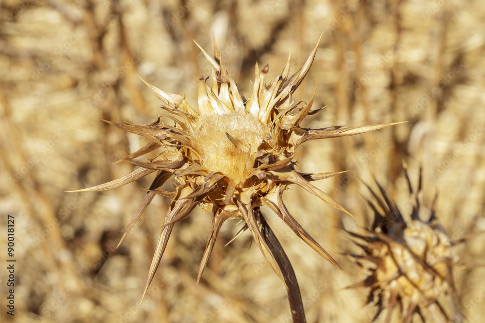 Close-up of a very dry milk thistle Close-up of a very dry milk thistle