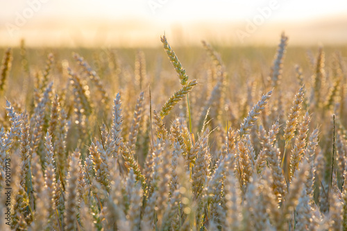 Large wheat field