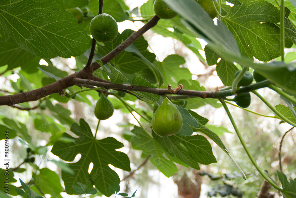 Green fig fruits on branches with green leafs Green fig fruits on branches with green leafs
