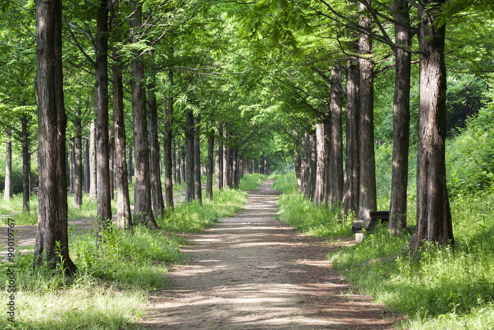 Obraz premium Lighting Tree Trail 