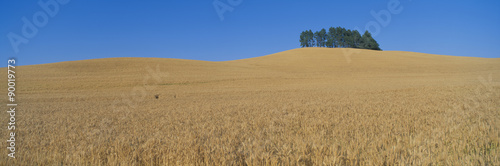 Wheat Fields  S.E. Washington